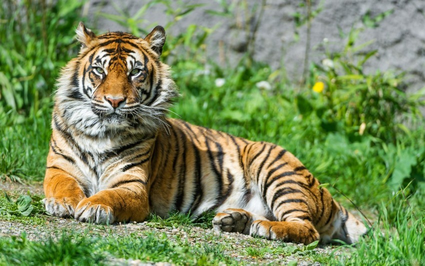 Sumatran Tigress Wallpaper PNG Images For Printing