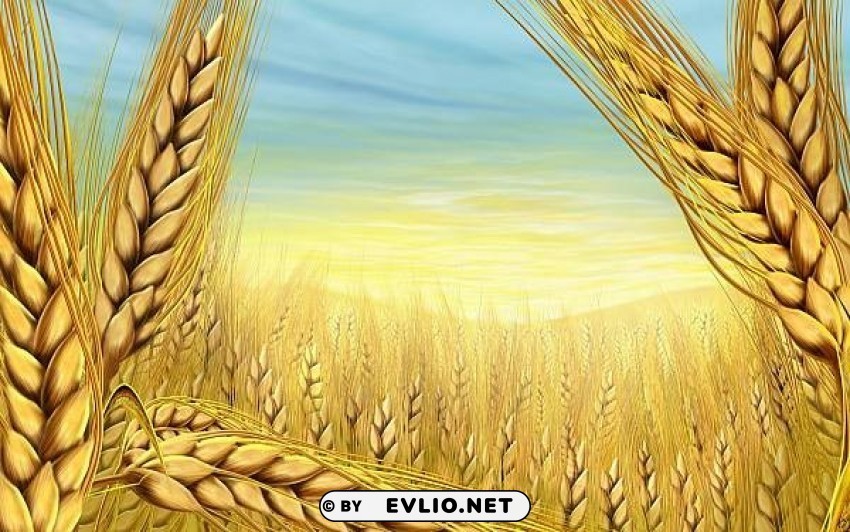 summer-wheat PNG images with transparent overlay