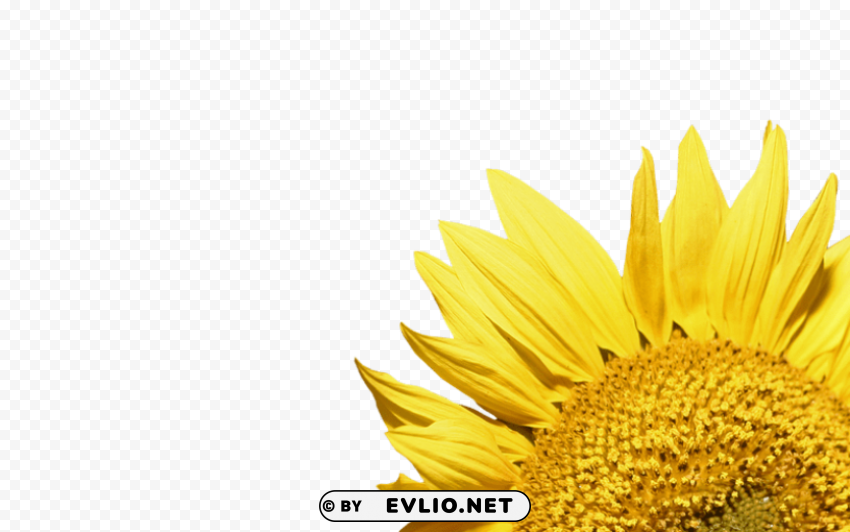 sunflower Transparent Background Isolated PNG Character