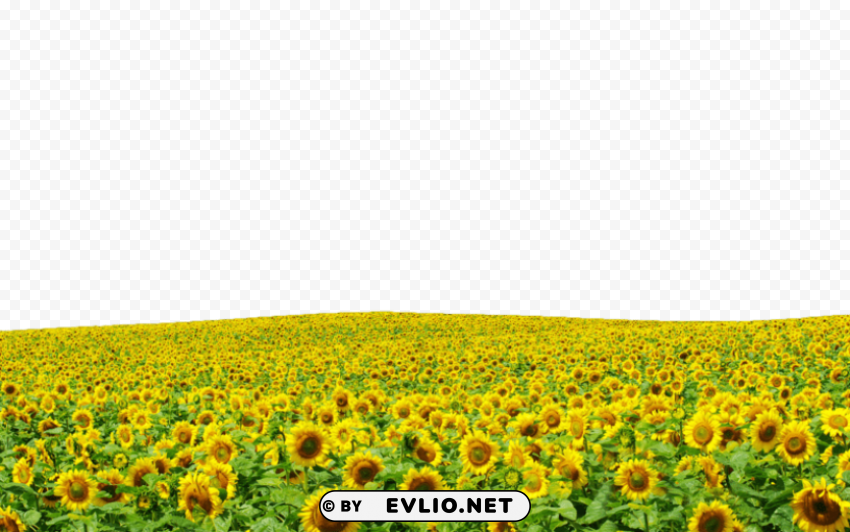 PNG image of sunflowers PNG no watermark with a clear background - Image ID 7256cd5d