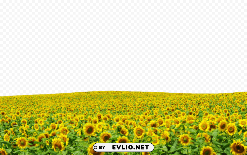 sunflowers PNG no watermark