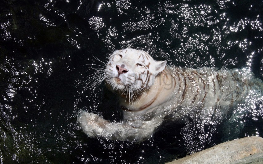 swim tiger water wallpaper PNG images for websites