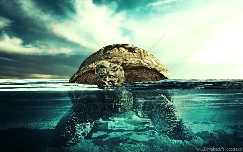 swim turtle underwater water wallpaper PNG images without watermarks