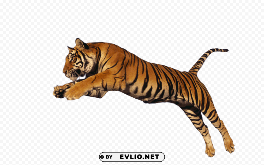 tiger jump high PNG transparent icons for web design