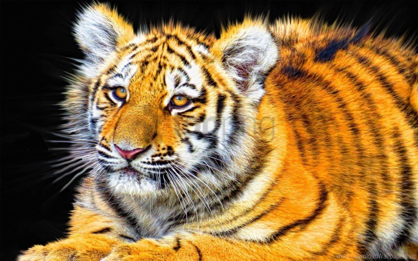 tiger wallpaper PNG Isolated Design Element with Clarity