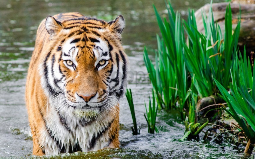 Tiger Water Wallpaper PNG Graphics With Clear Alpha Channel Collection