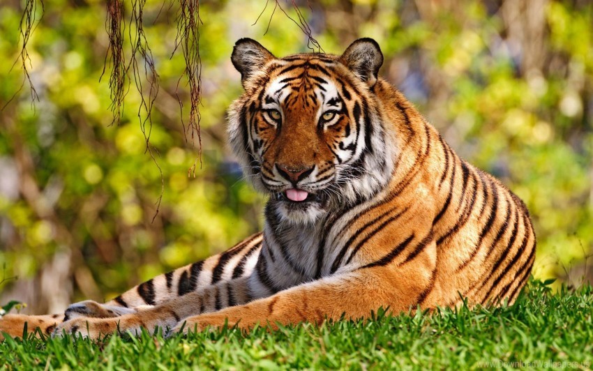 tiger widescreen wallpaper Free download PNG images with alpha transparency