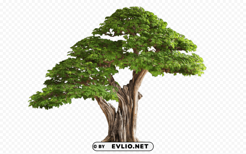 PNG image of tree free Transparent Background Isolated PNG Art with a clear background - Image ID c94abe43