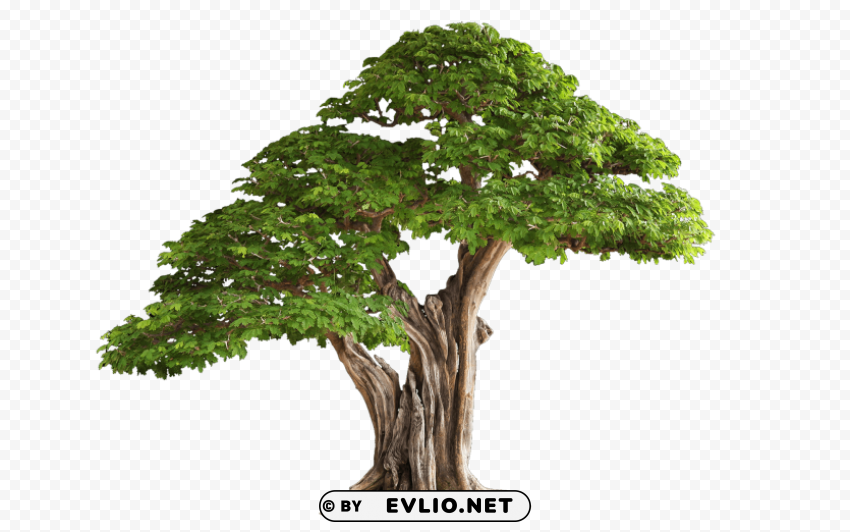 Tree Free Transparent Background Isolated PNG Art