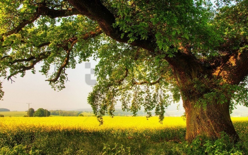 trees background image PNG for online use