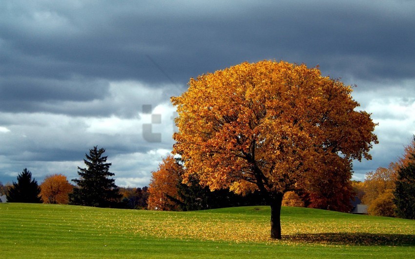 trees background image PNG for t-shirt designs background best stock photos - Image ID 496d9d0d