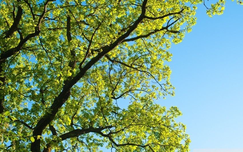 Trees Background Image PNG Free Transparent