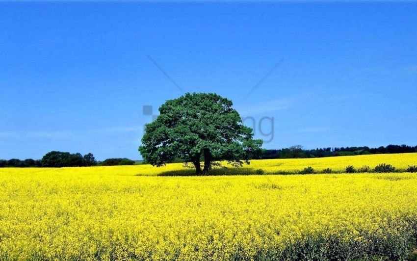 trees background image PNG graphics