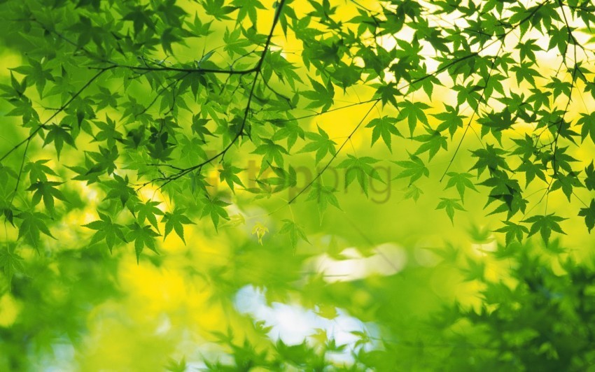 trees background image PNG graphics with clear alpha channel selection