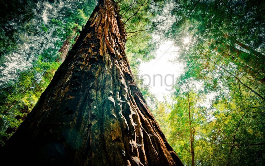 trees background image PNG images with transparent elements background best stock photos - Image ID 8837f631