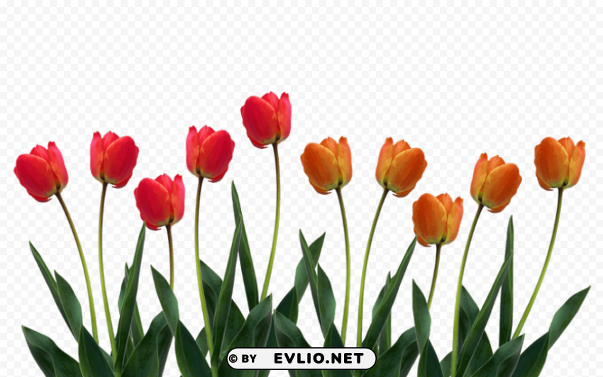 tulip pic PNG images with transparent elements