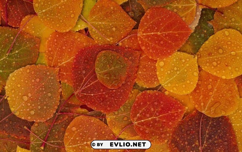 wet fall leafs PNG images with high-quality resolution