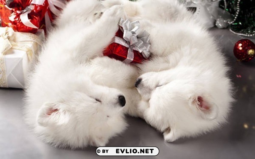white puppies christmas wallpaper Transparent PNG Isolated Illustrative Element