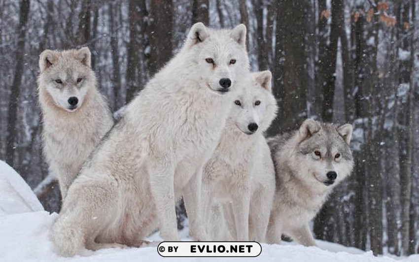 white snow wolves wallpaper PNG with cutout background