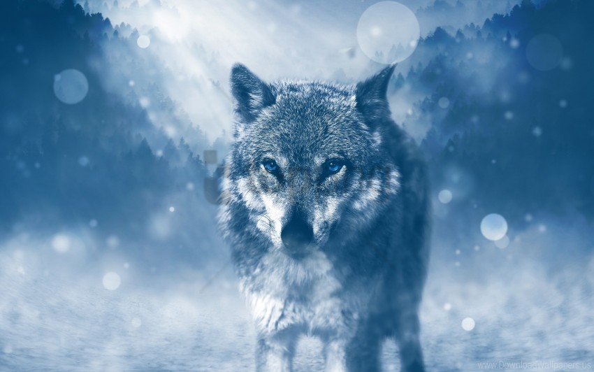 wild wolf wallpaper PNG Image with Isolated Transparency