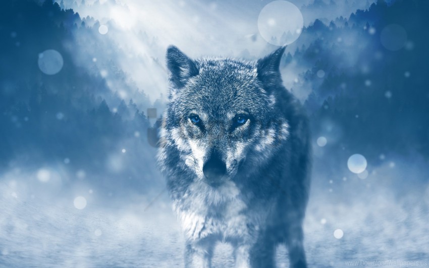 Winter Wolf 4k Wallpaper PNG Graphic With Isolated Design