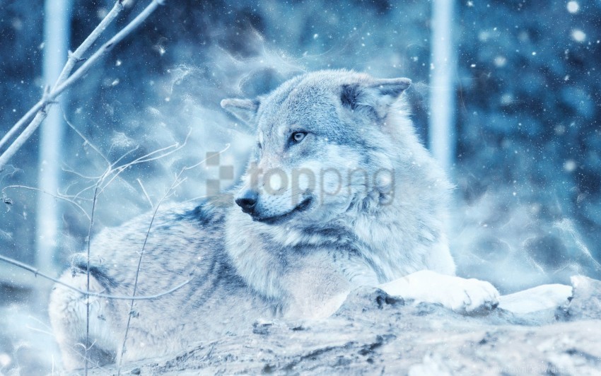 winter wolf wallpaper PNG graphics with alpha transparency bundle