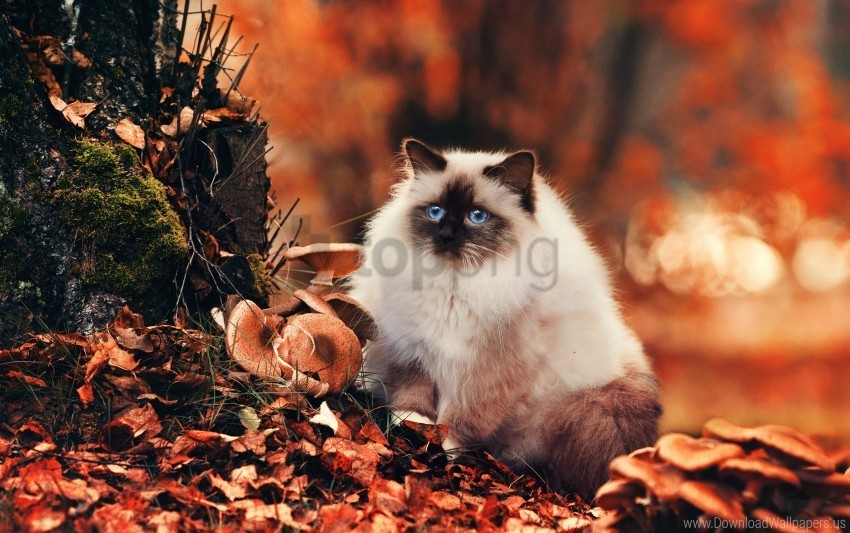 autumn cat fluffy foliage wallpaper PNG Image Isolated with High Clarity