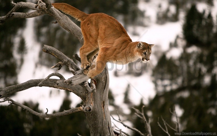 branches jump puma trees wallpaper Transparent picture PNG