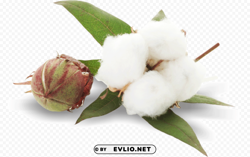 PNG image of cotton plant Isolated Graphic Element in Transparent PNG with a clear background - Image ID e22035e2