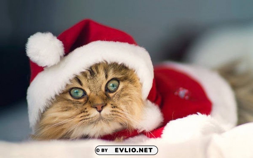 cute santa christmas kitten wallpaper Transparent PNG images set