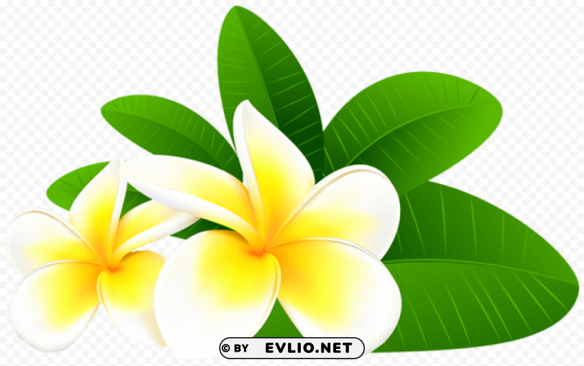 exotic plumeria Transparent Background Isolation in HighQuality PNG