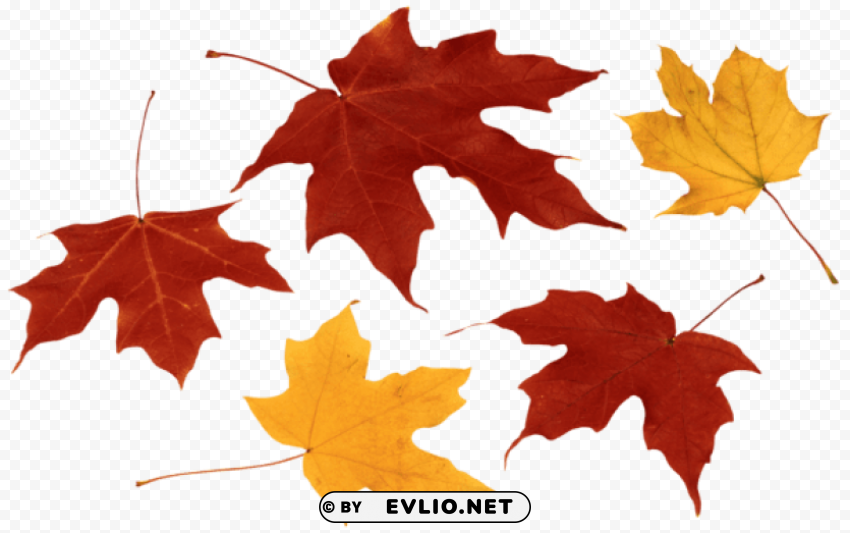 fall leaves PNG images with clear background