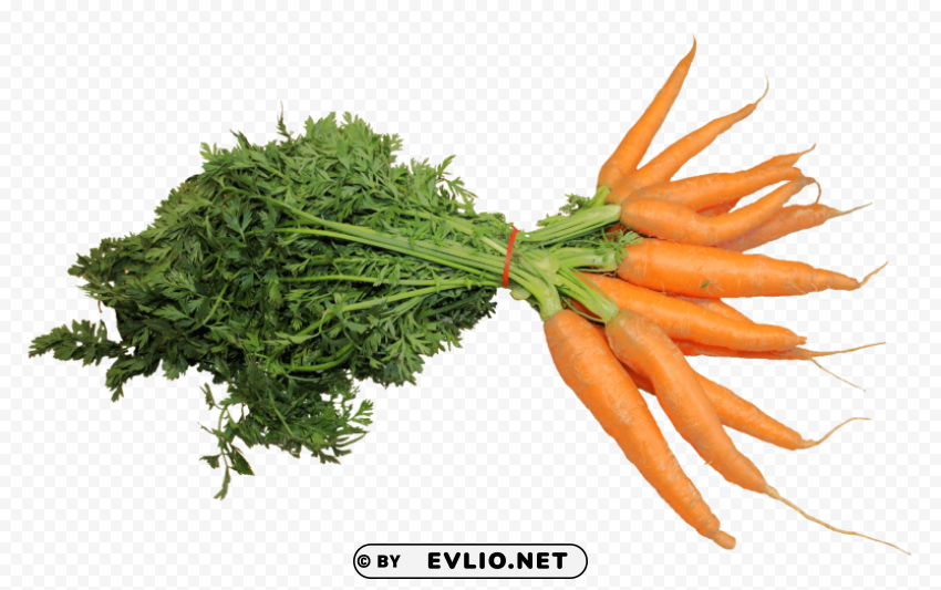 fresh carrot PNG Graphic with Clear Background Isolation