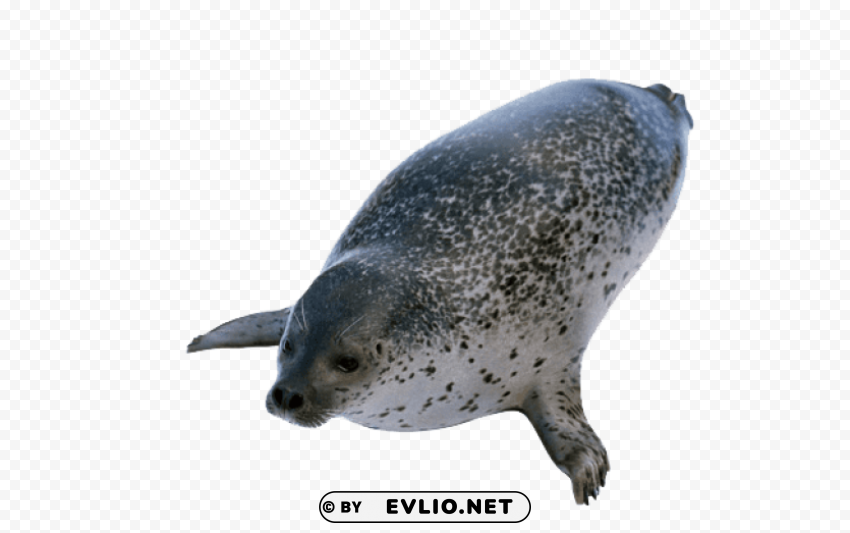 harbor seal PNG transparent images extensive collection