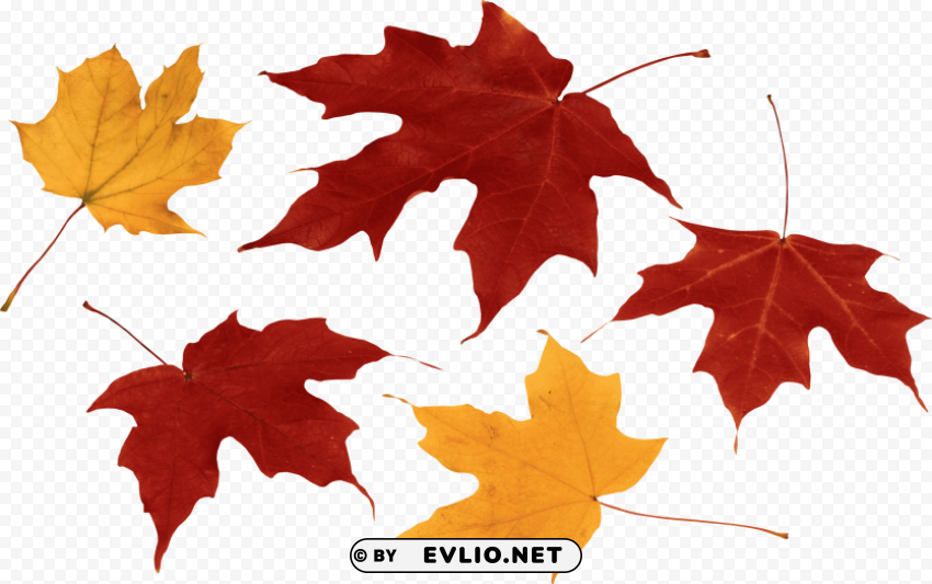 red autumn leaf Isolated Item in HighQuality Transparent PNG