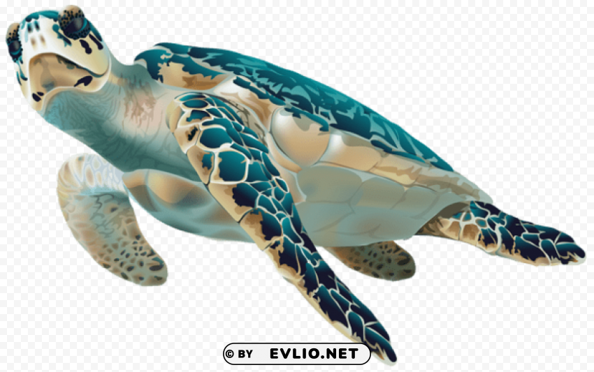 sea turtle PNG transparent graphics comprehensive assortment