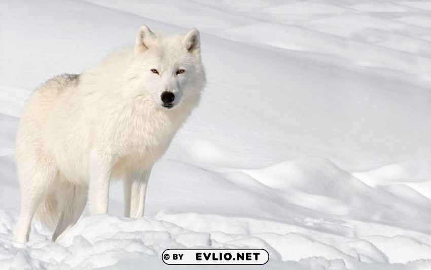 snow wolf wallpaper PNG with isolated background