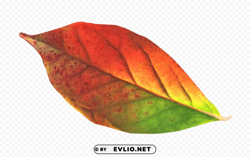 autumn leaf Isolated Element with Clear PNG Background