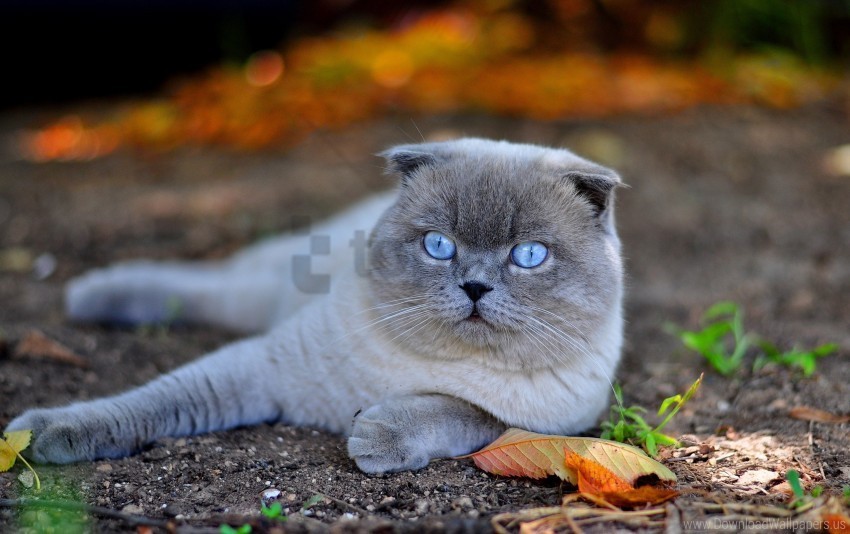 blue eyes cat face fall leaves lie wallpaper PNG format