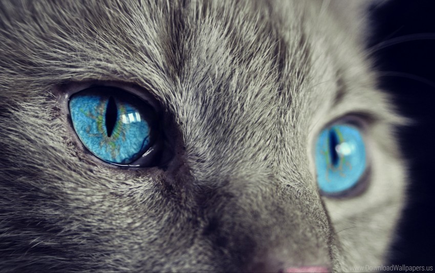 blue eyes cat face wallpaper Transparent background PNG artworks