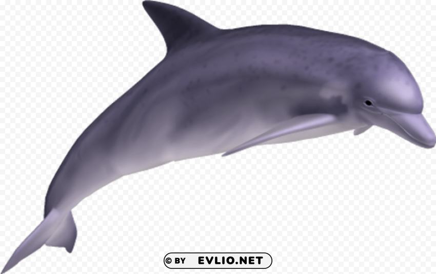 Dolphin PNG files with clear background bulk download