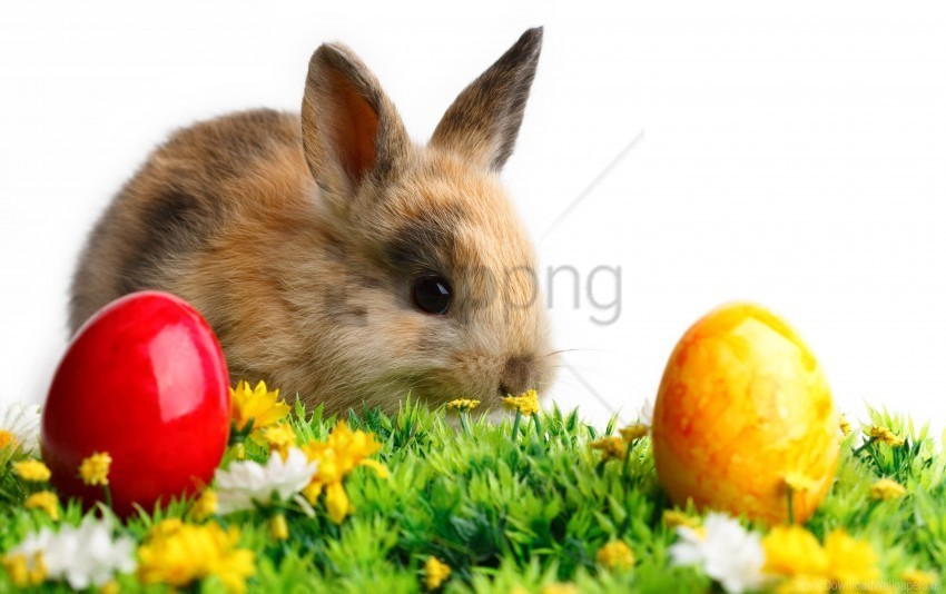 easter eggs flowers grass rabbit white wallpaper Isolated PNG on Transparent Background