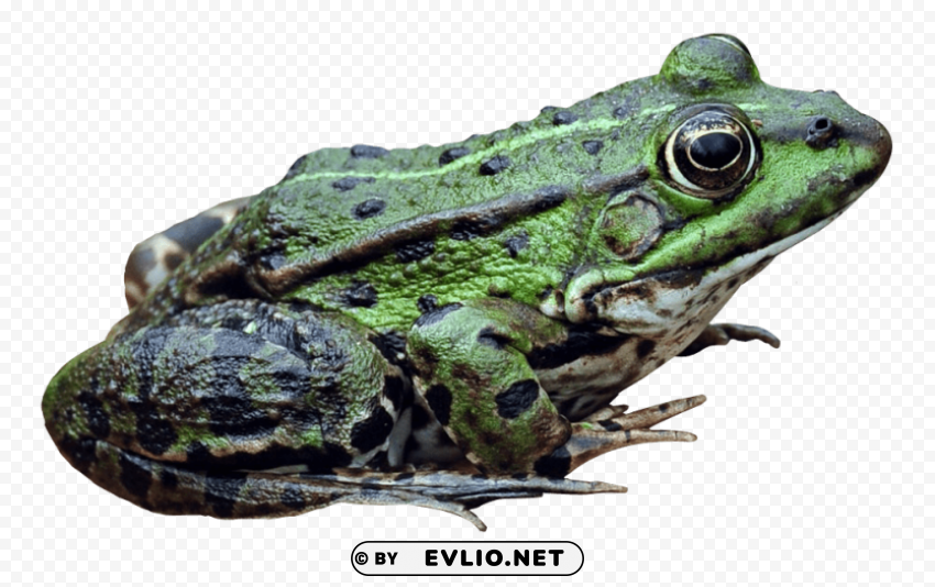 frog Isolated Item in Transparent PNG Format