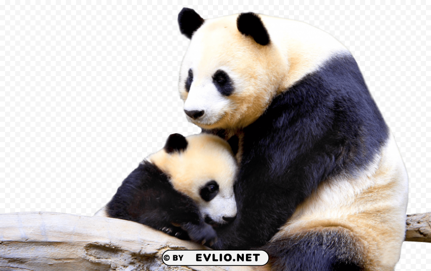 panda Clear PNG pictures package