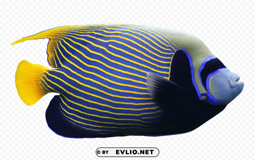 angelfish PNG for personal use