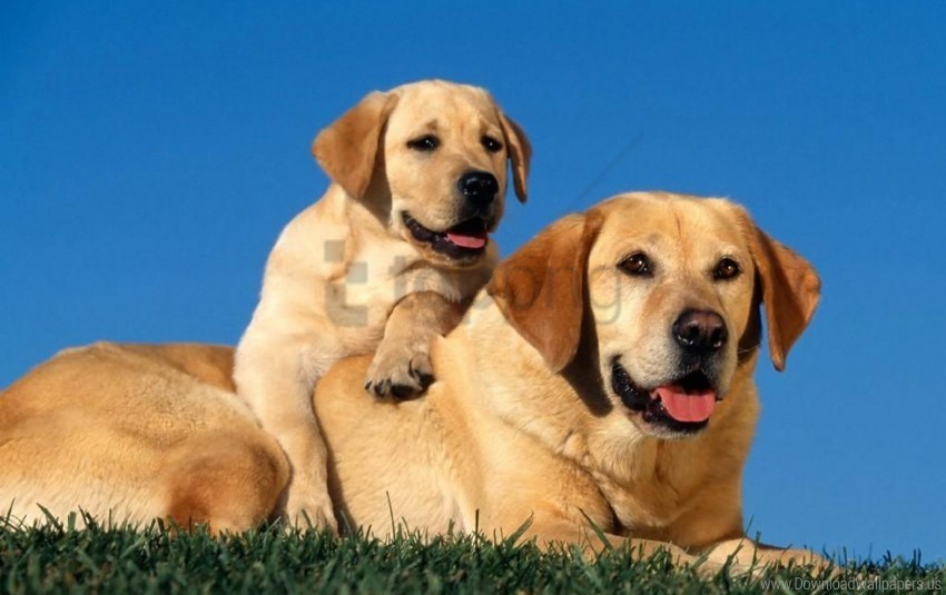 baby care couple dogs labradors puppy wallpaper PNG graphics with clear alpha channel collection