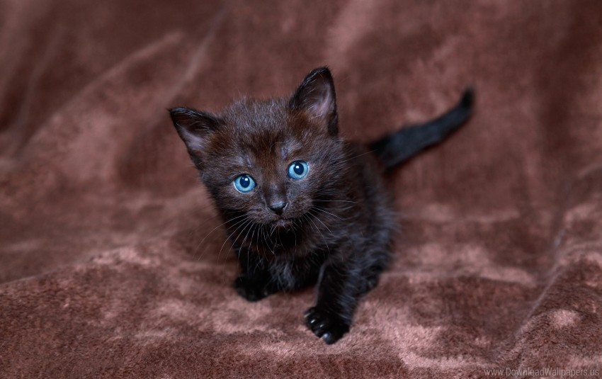 black blue boy kitten wallpaper PNG images without restrictions