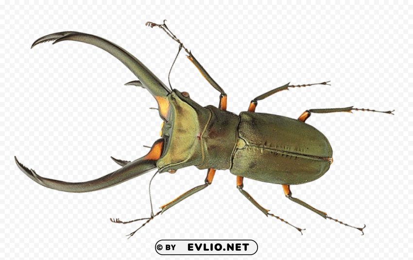bug PNG Graphic Isolated with Clarity