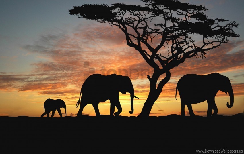 cub elephants silhouette trees walking wallpaper Free PNG images with alpha channel variety