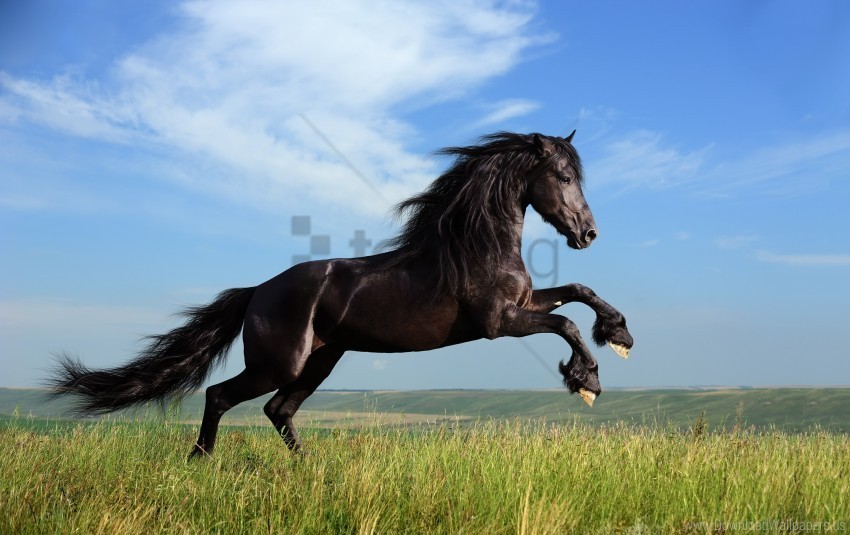 grass horse jump sky wallpaper HighResolution Isolated PNG with Transparency